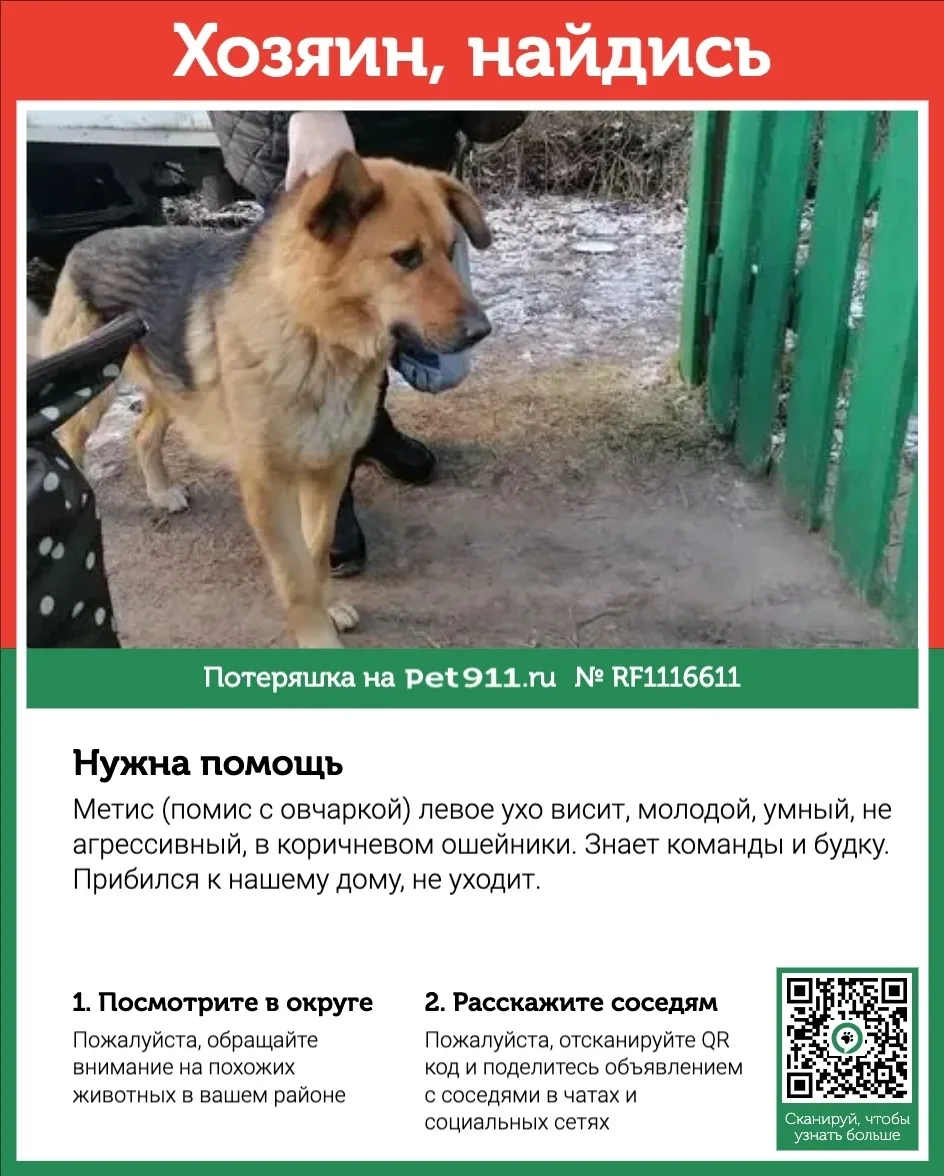 Найдена собака в Реутове — фото питомца