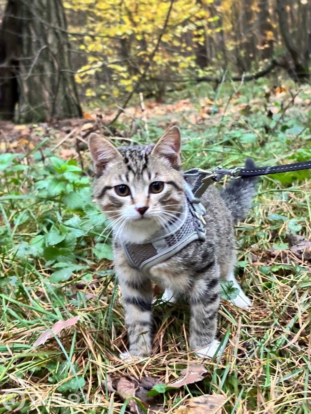 Пропала кошка в Реутове — фото питомца