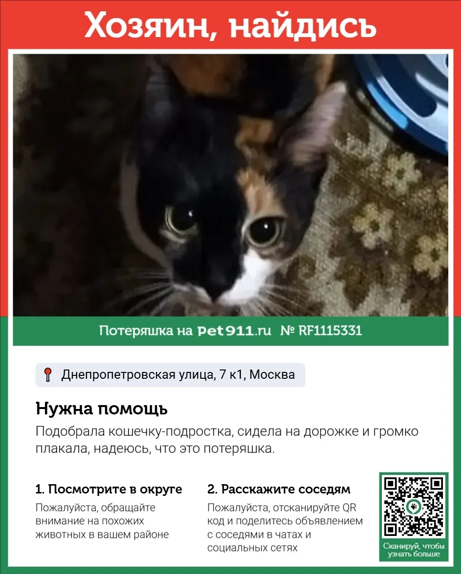 Найдена кошка в Реутове — фото питомца