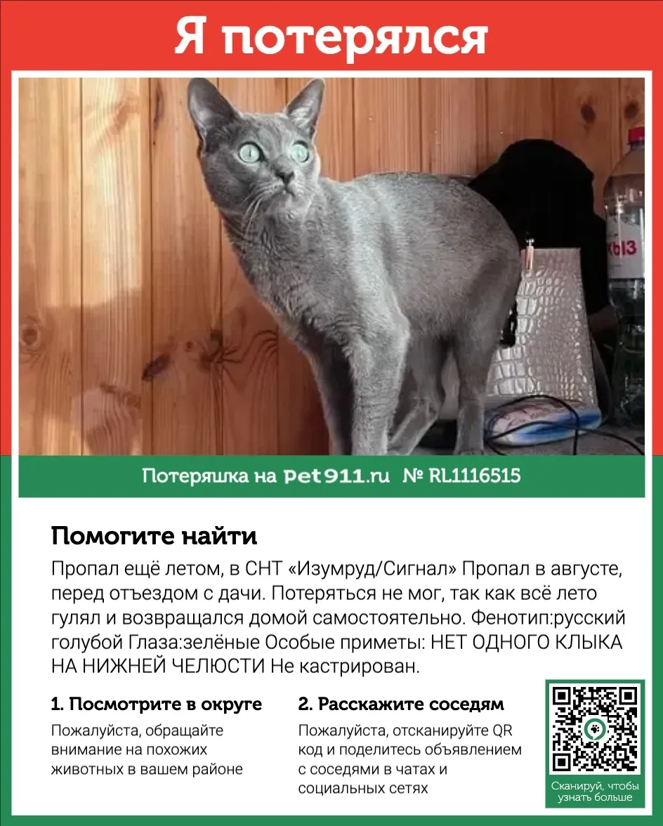 Пропала кошка в Реутове — фото питомца