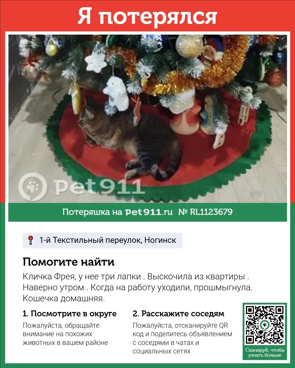 Пропала кошка в Реутове — фото питомца