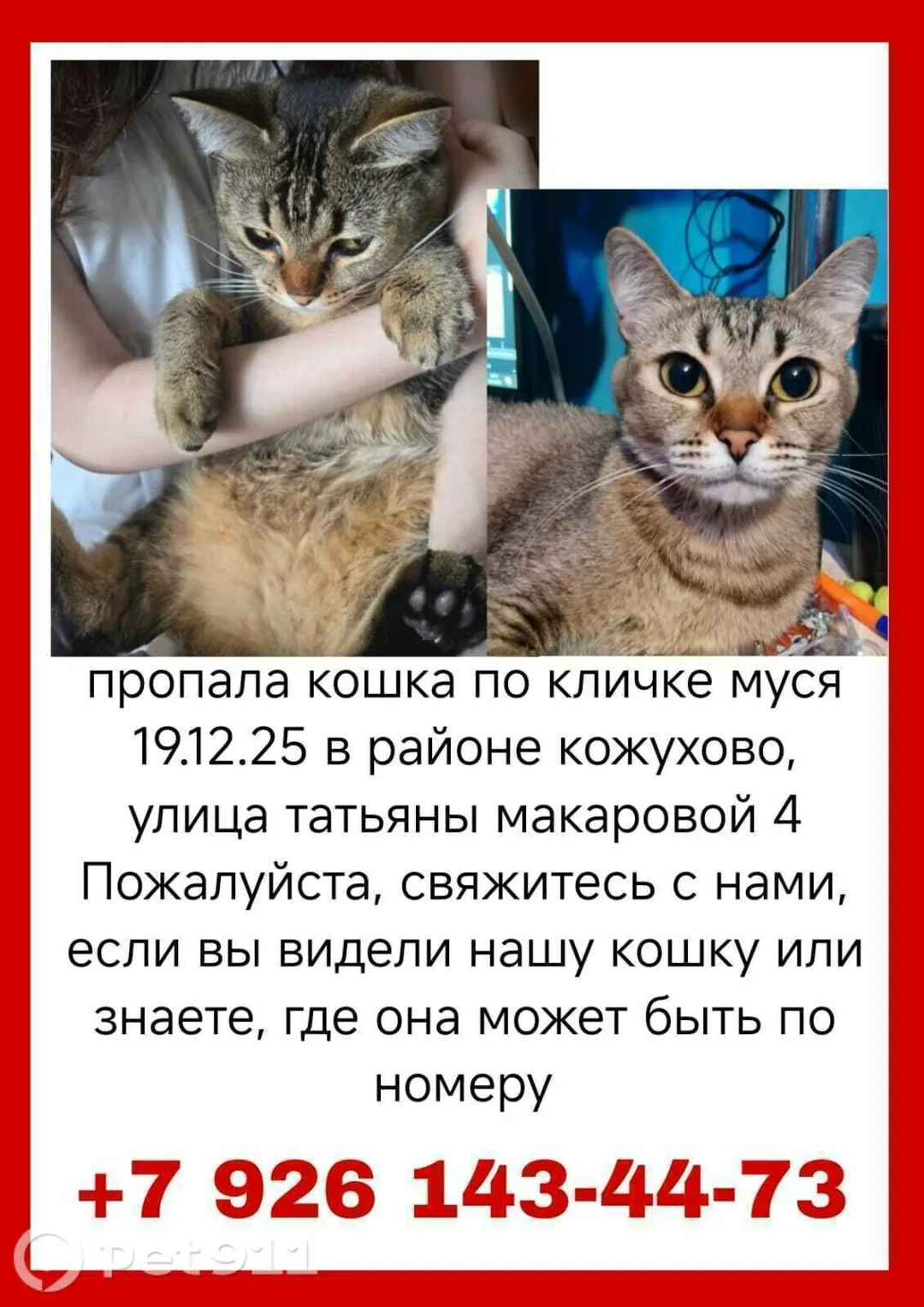 Пропала кошка в Реутове — фото питомца