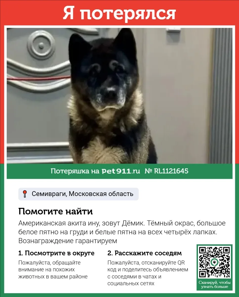 Пропала собака в Реутове — фото питомца