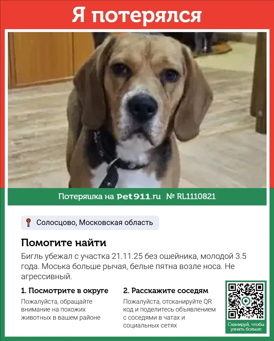 Пропала собака в Реутове — фото питомца