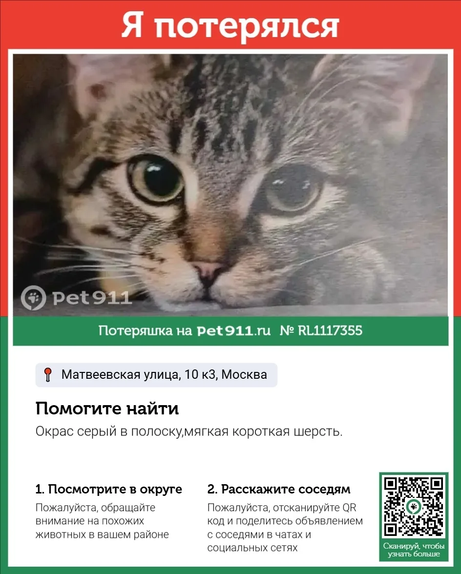 Пропала кошка в Реутове — фото питомца