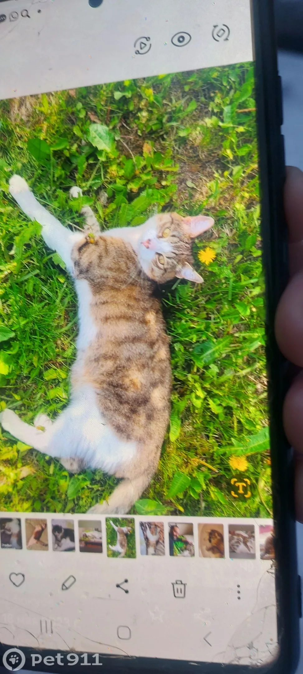 Пропала кошка в Реутове — фото питомца