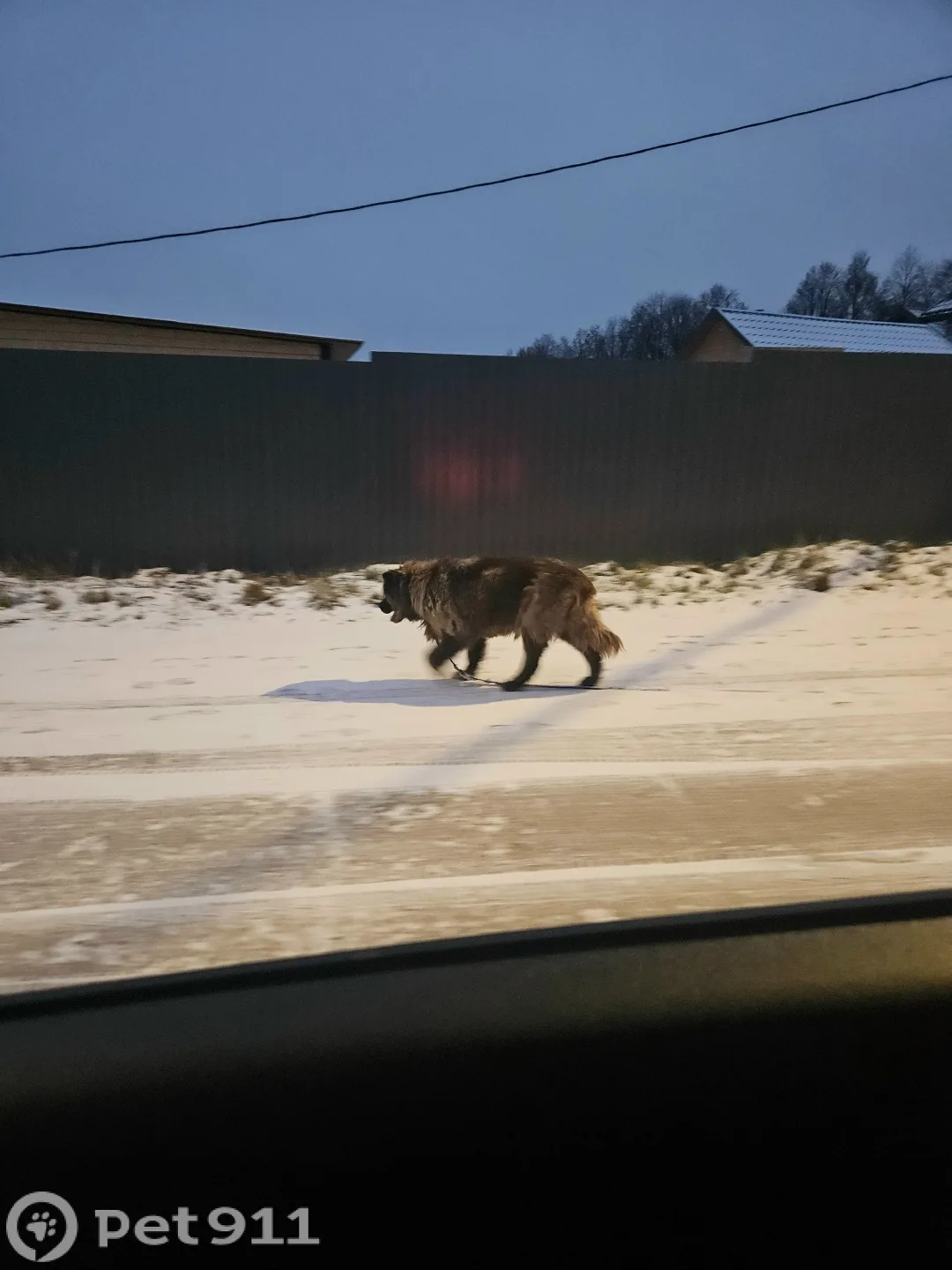 Найдена собака в Реутове — фото питомца