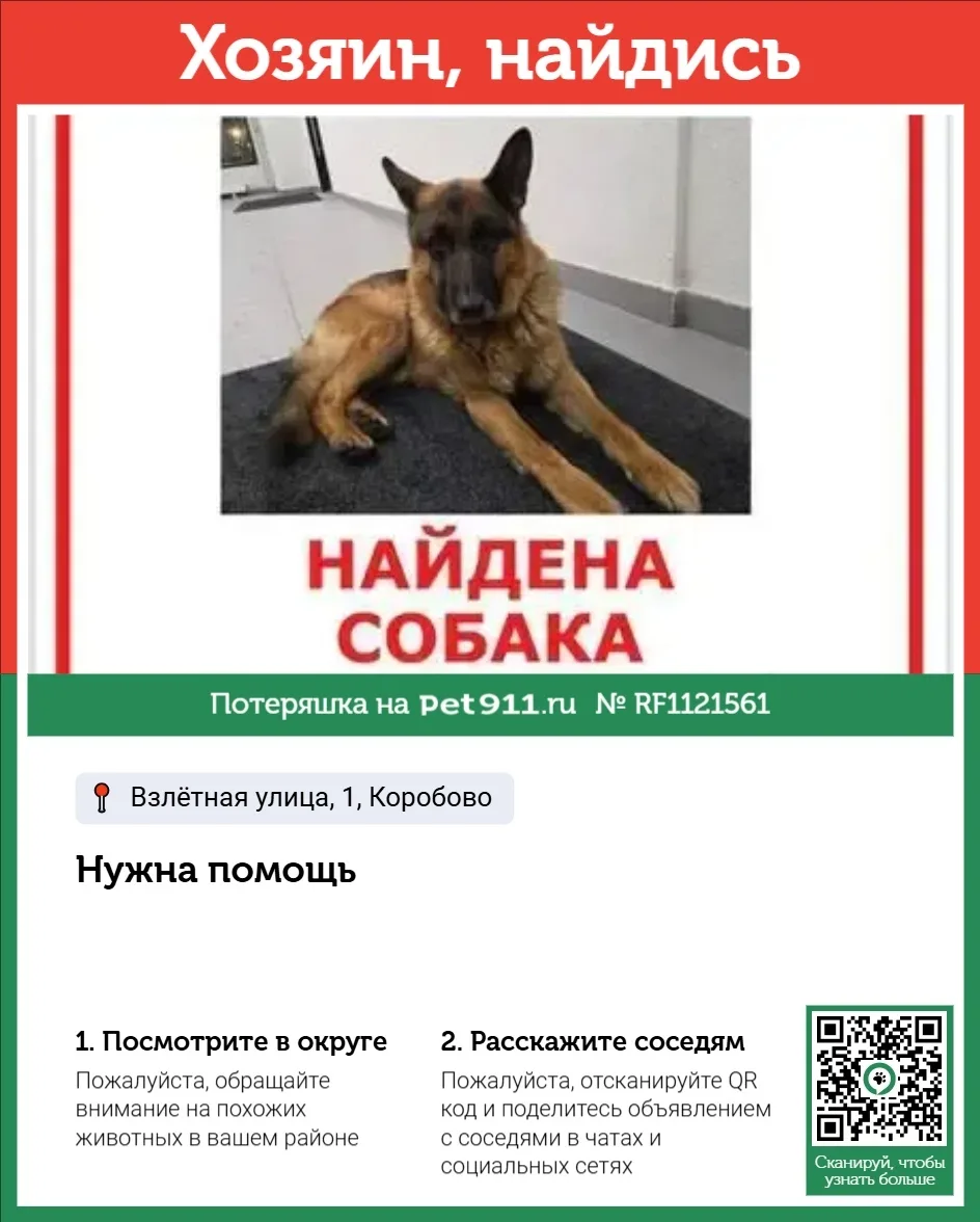 Найдена собака в Реутове — фото питомца