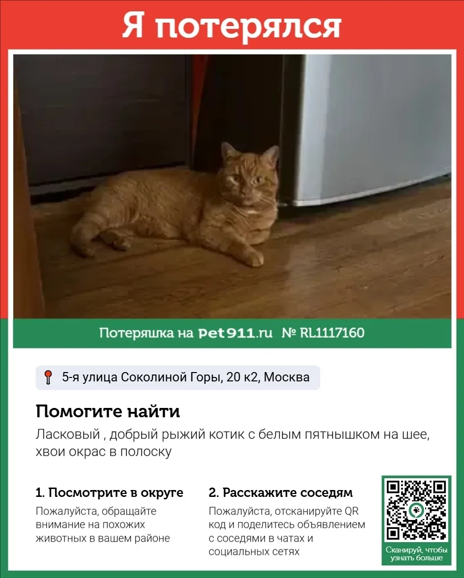 Пропала кошка в Реутове — фото питомца