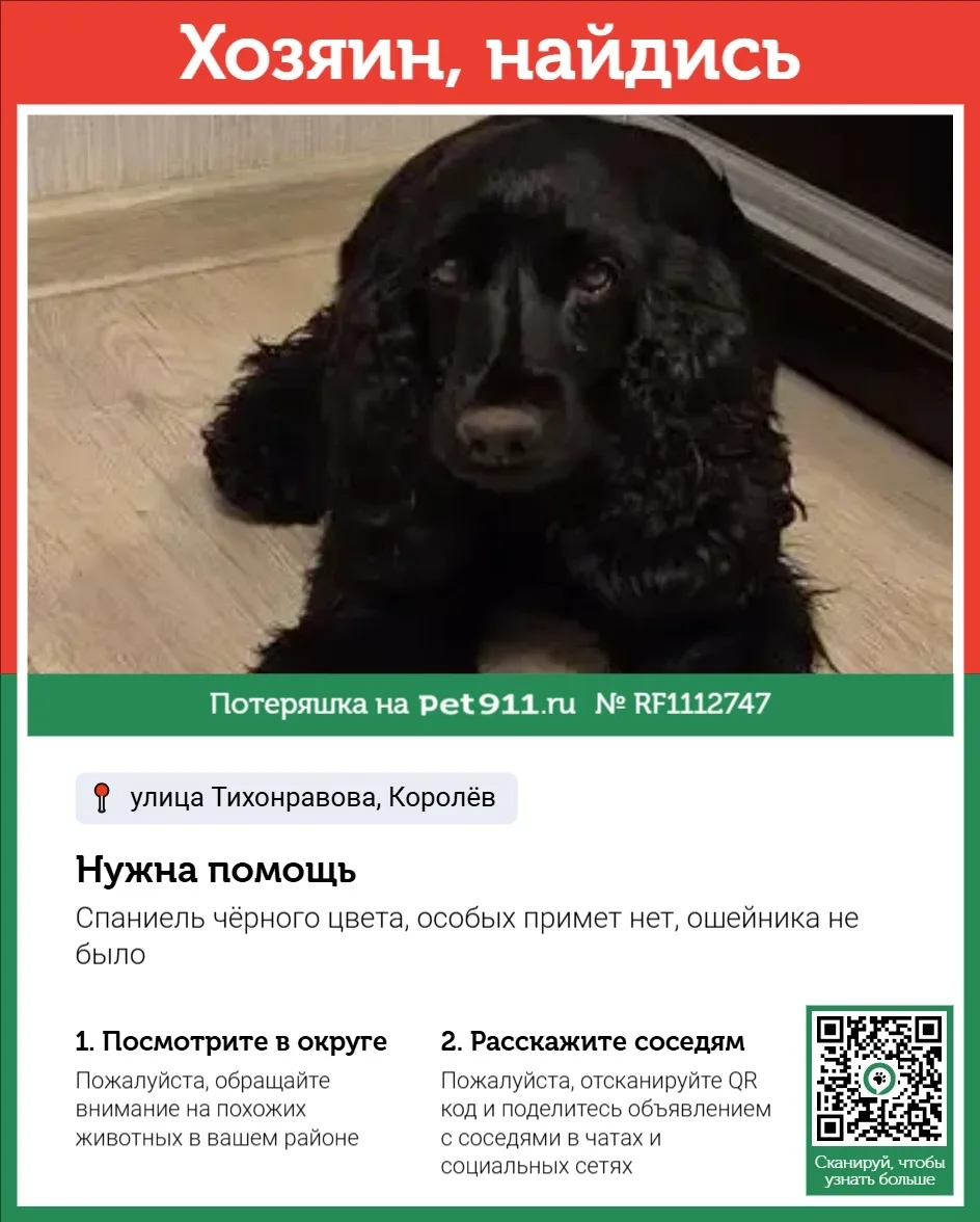Найдена собака в Реутове — фото питомца