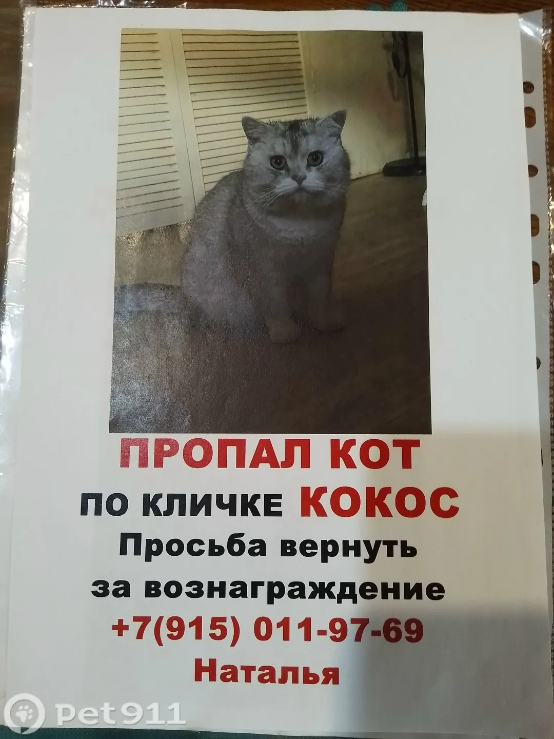 Пропала кошка в Реутове — фото питомца