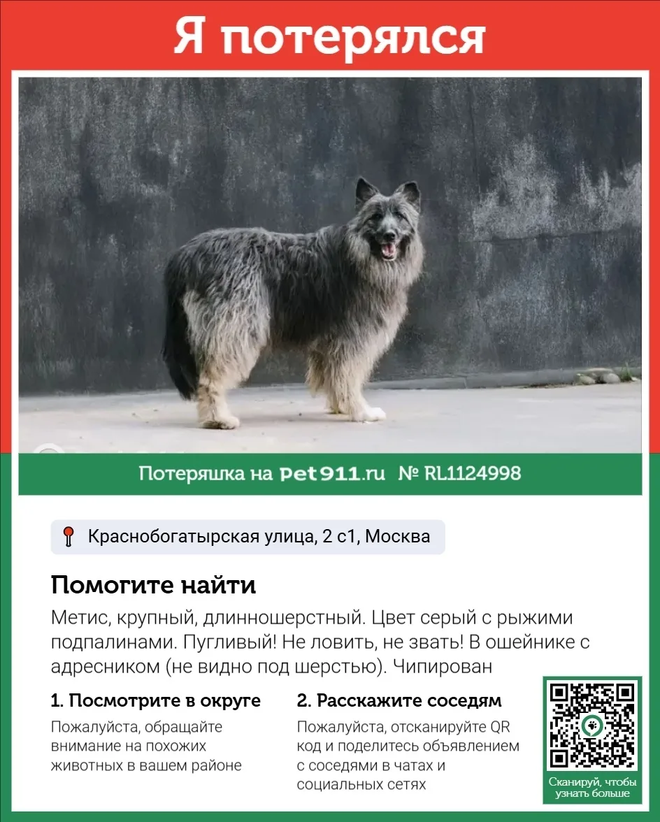 Пропала собака в Реутове — фото питомца