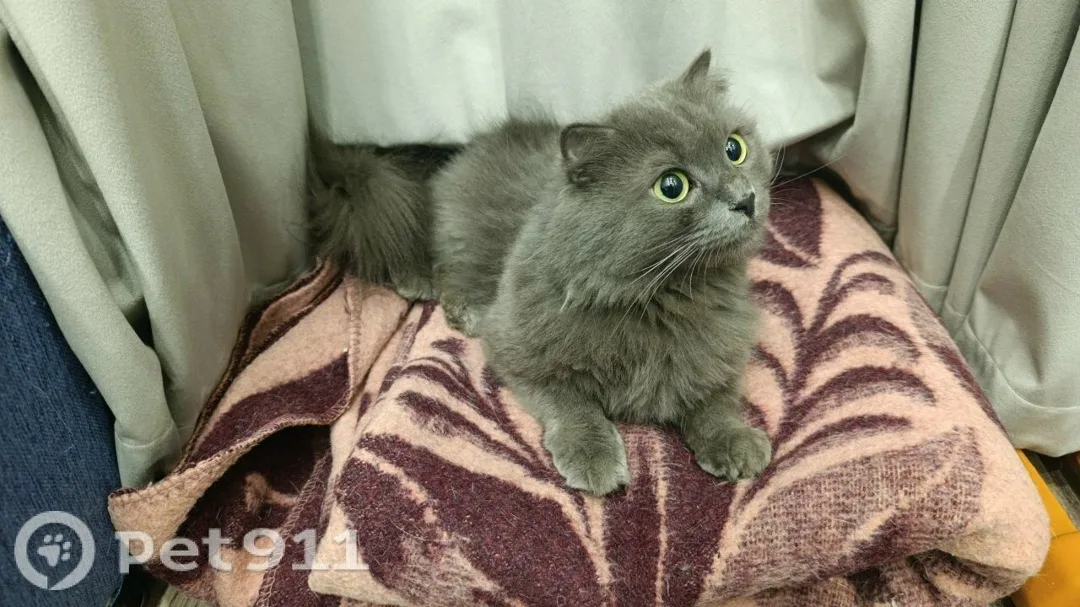 Найдена кошка в Реутове — фото питомца