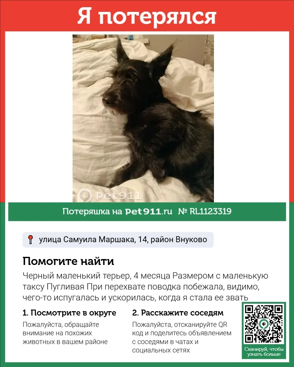 Пропала собака в Реутове — фото питомца