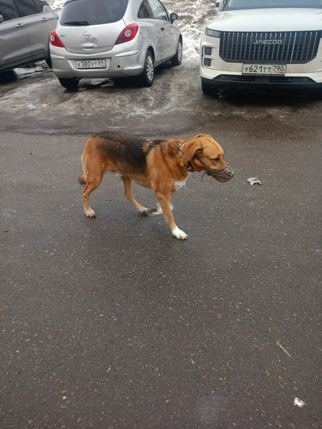 Пропала собака в Долгопрудном — фото питомца