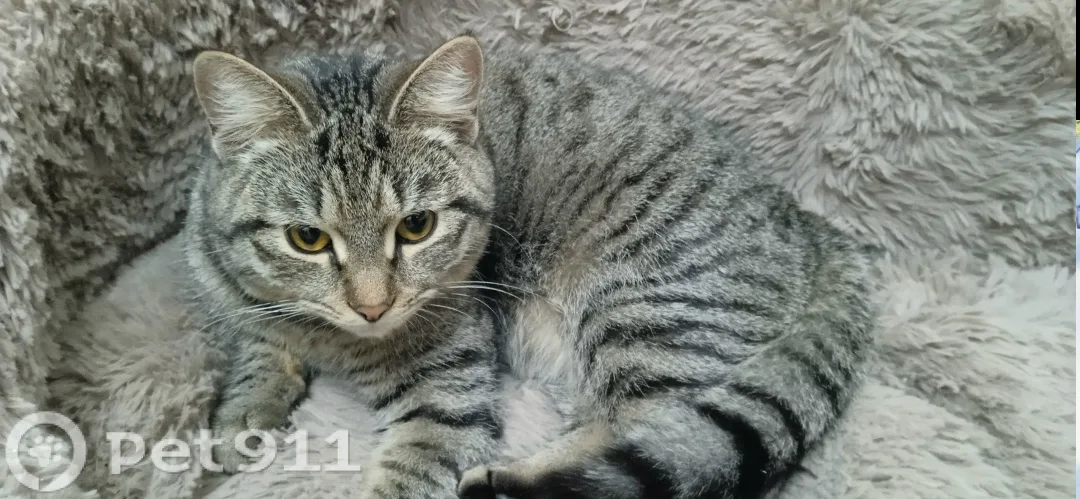 Найдена кошка в Реутове — фото питомца
