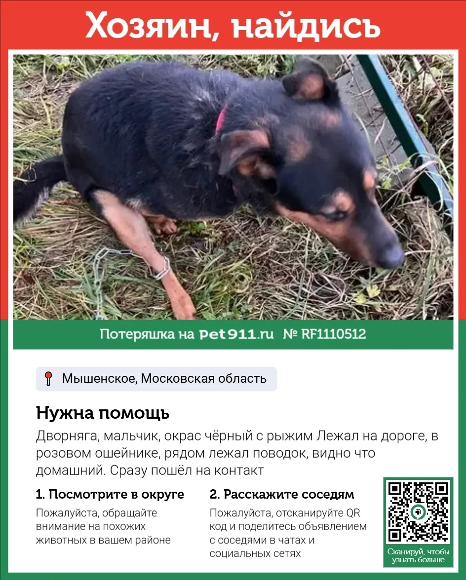 Найдена собака в Реутове — фото питомца