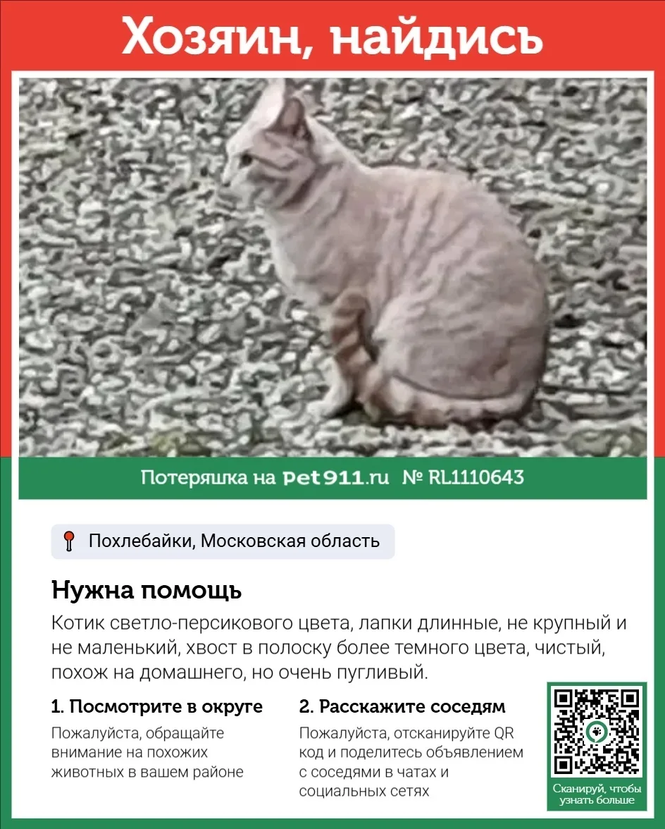 Найдена кошка в Реутове — фото питомца