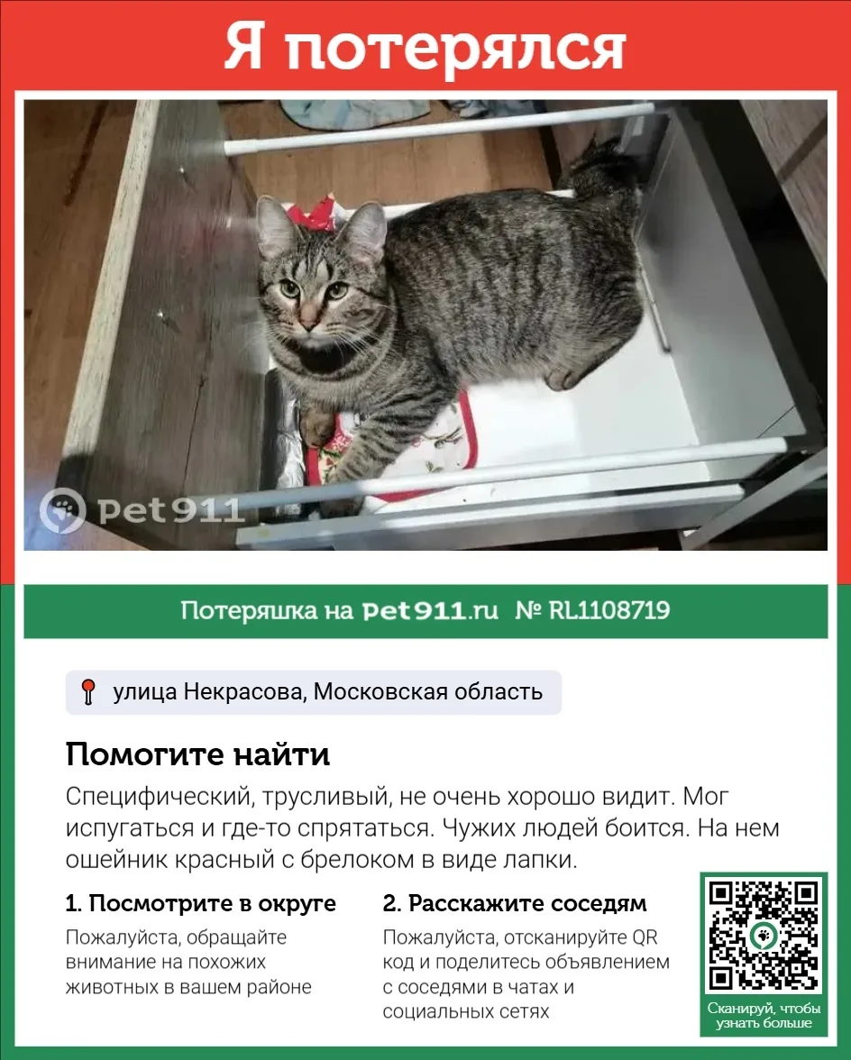 Пропала кошка в Реутове — фото питомца