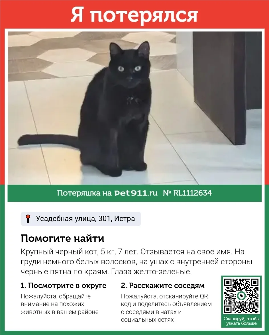 Пропала кошка в Реутове — фото питомца