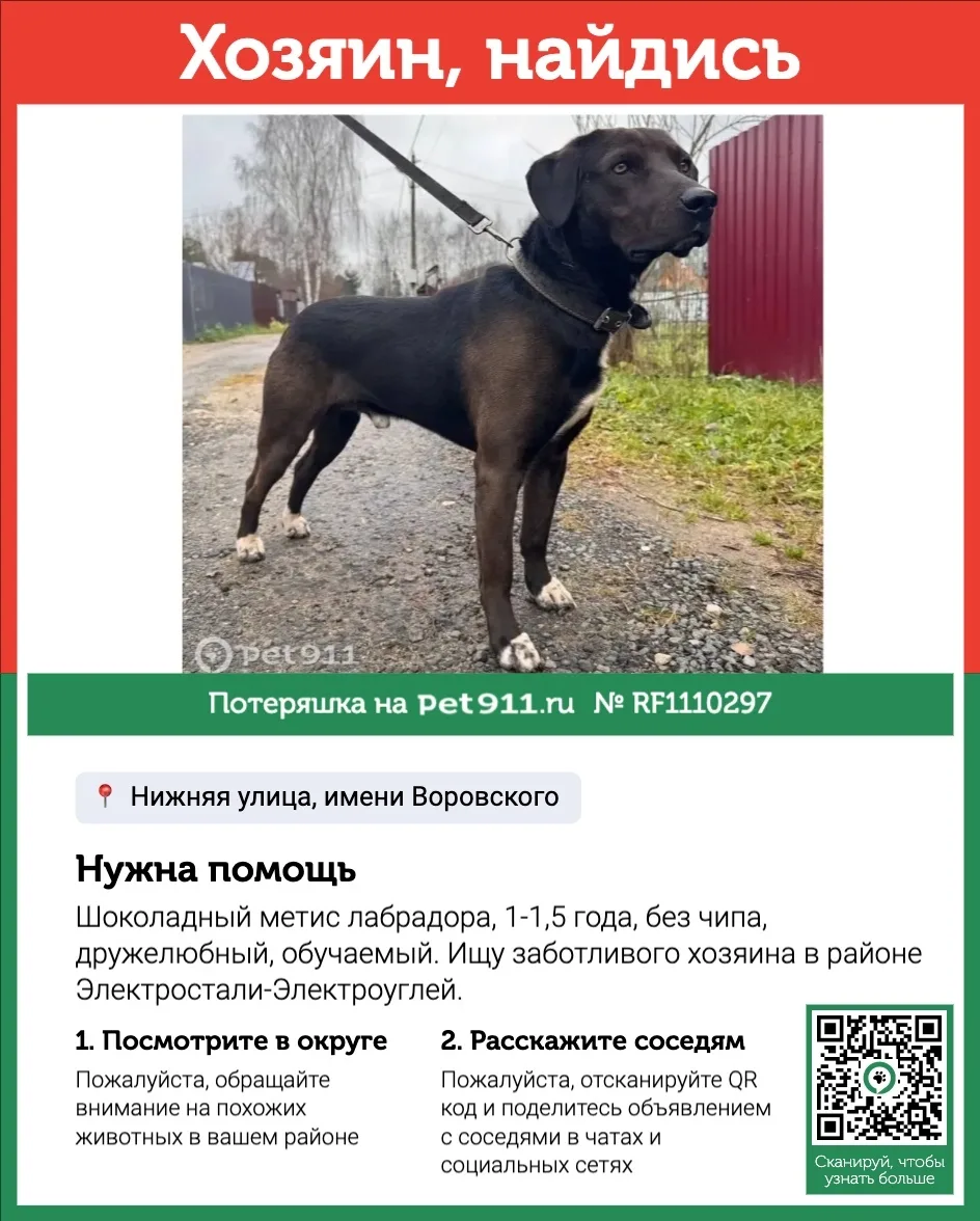 Найдена собака в Реутове — фото питомца