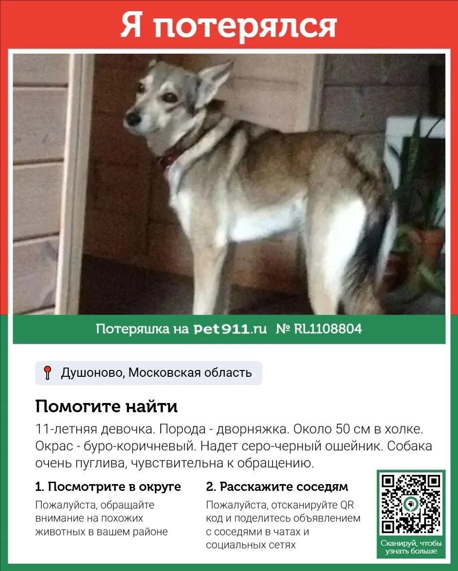 Пропала собака в Реутове — фото питомца