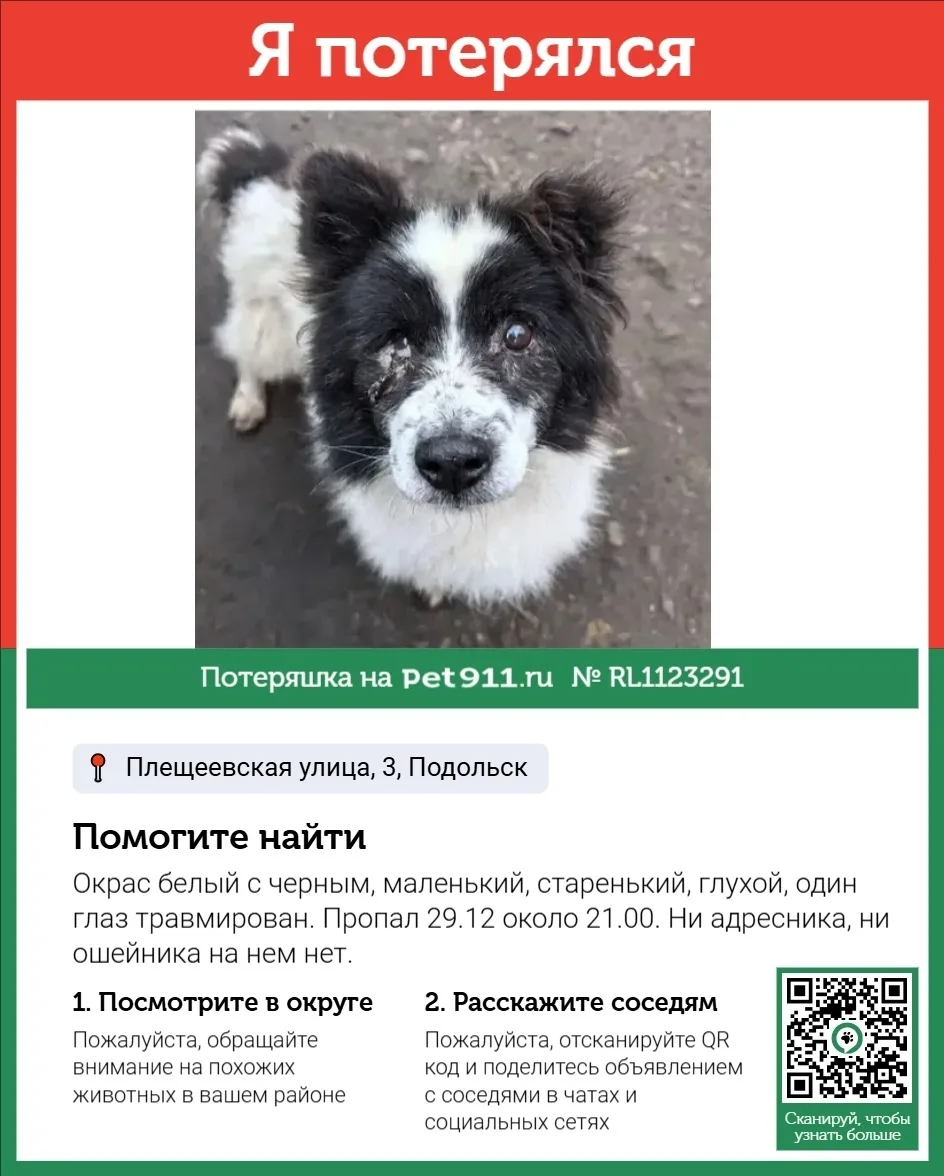 Пропала собака в Реутове — фото питомца