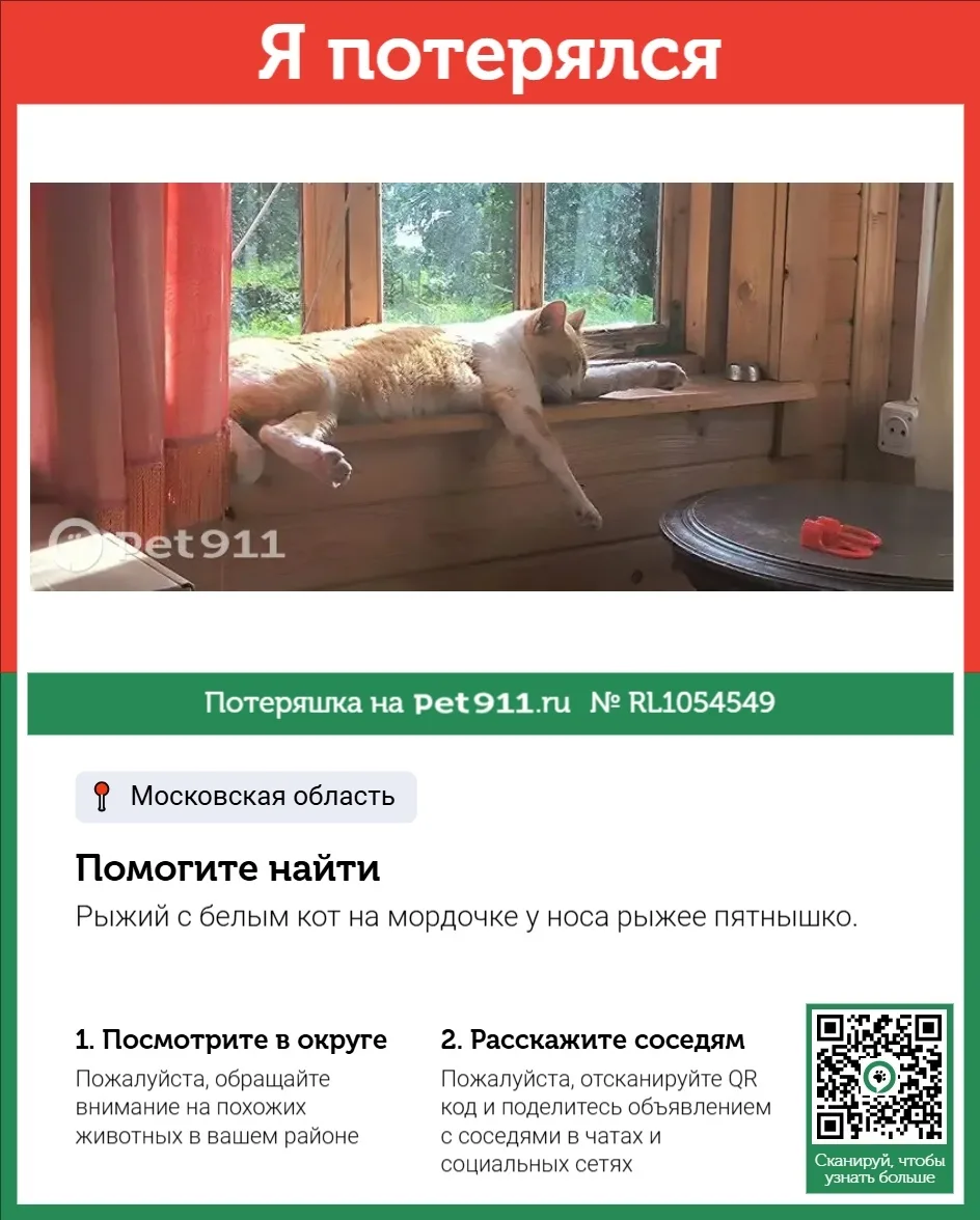 Найдена кошка в Реутове — фото питомца