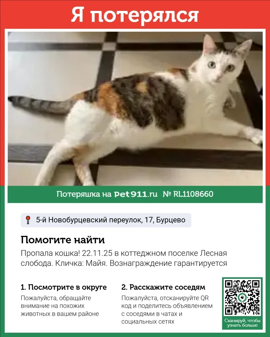 Найдена кошка в Реутове — фото питомца