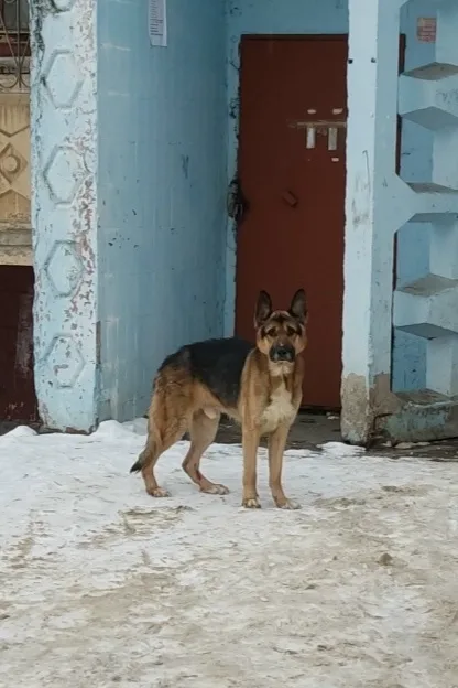 Найдена собака в Егорьевске — фото питомца