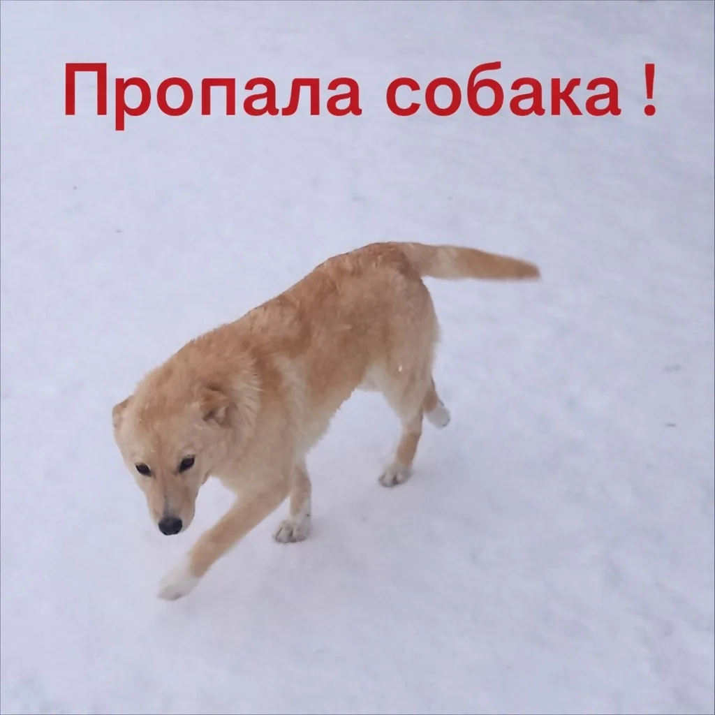 Пропала собака в Ухте — фото питомца