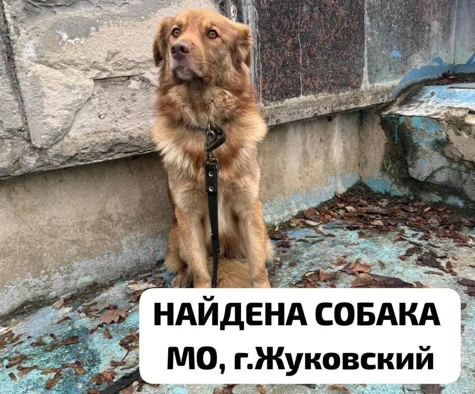 Найдена собака в Жуковском — фото питомца