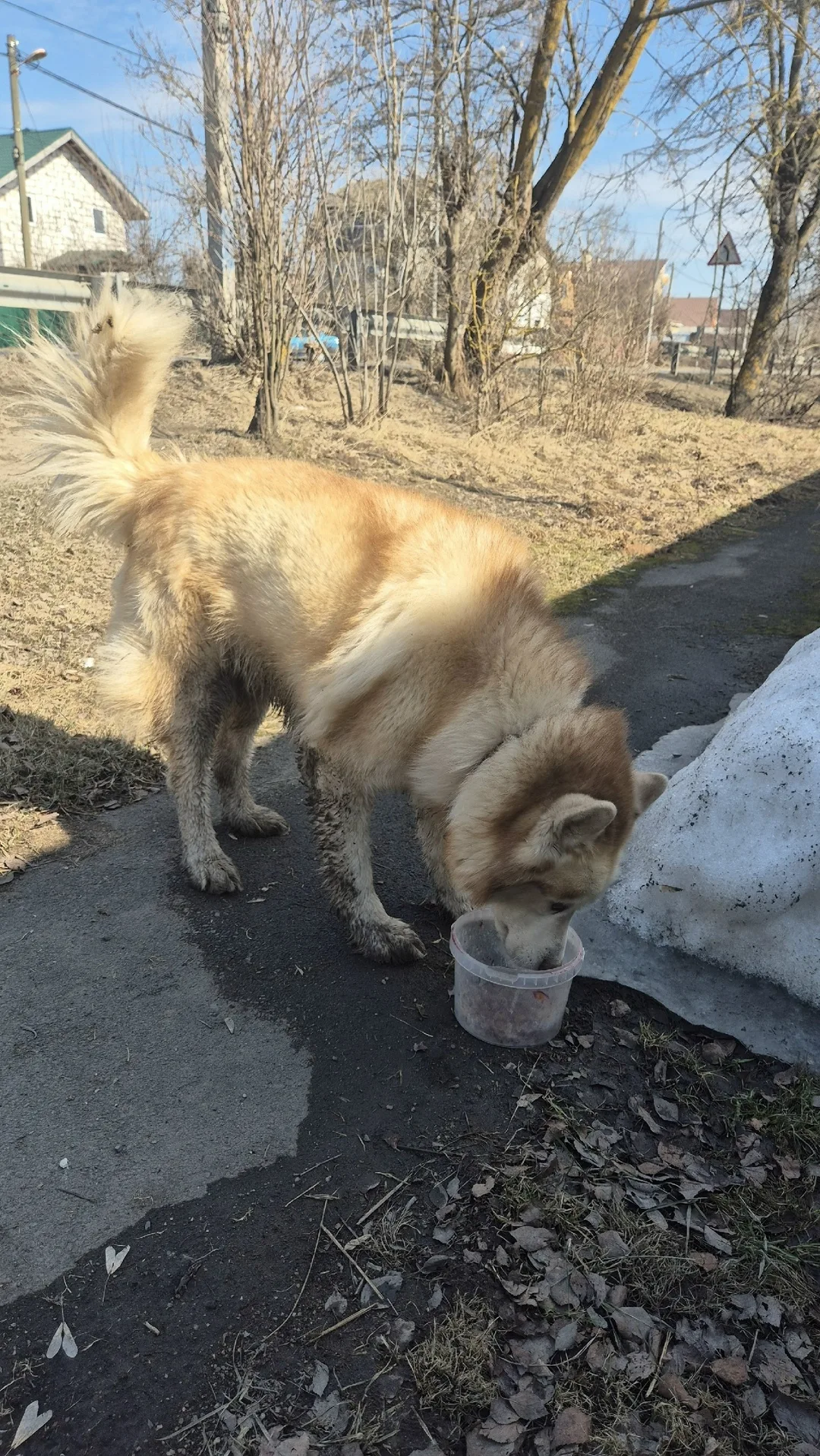 Пропала собака в Клине — фото питомца