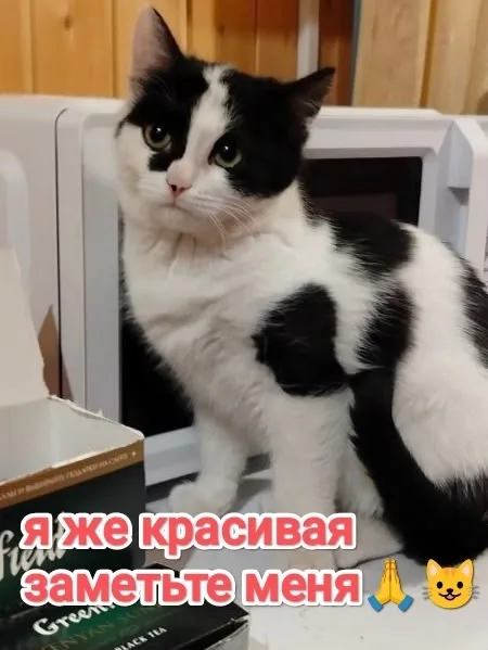 Найдена кошка в Егорьевске — фото питомца