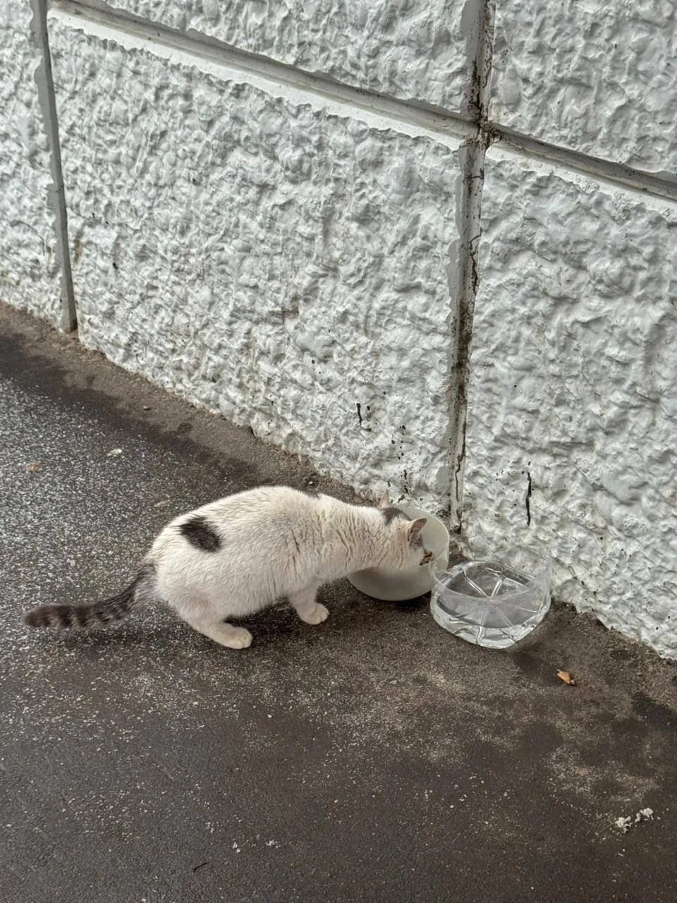 Найдена кошка в Чехове — фото питомца