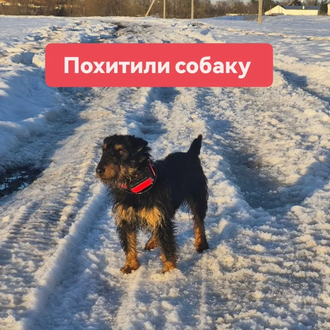 Пропала собака в Ступине — фото питомца