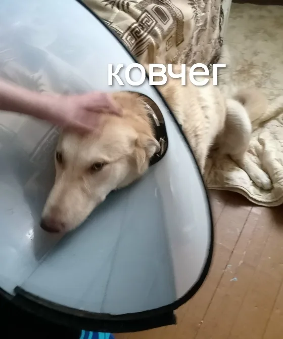Пропала собака в Ухте — фото питомца