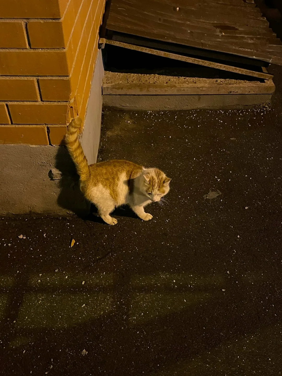 Пропала кошка в Лобне — фото питомца