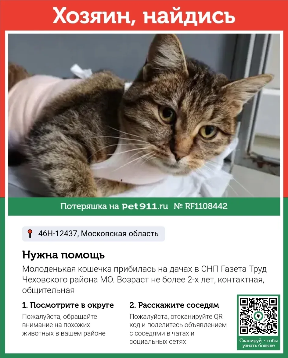 Найдена кошка в Реутове — фото питомца