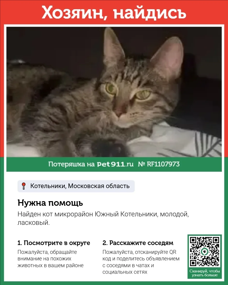 Найдена кошка в Реутове — фото питомца