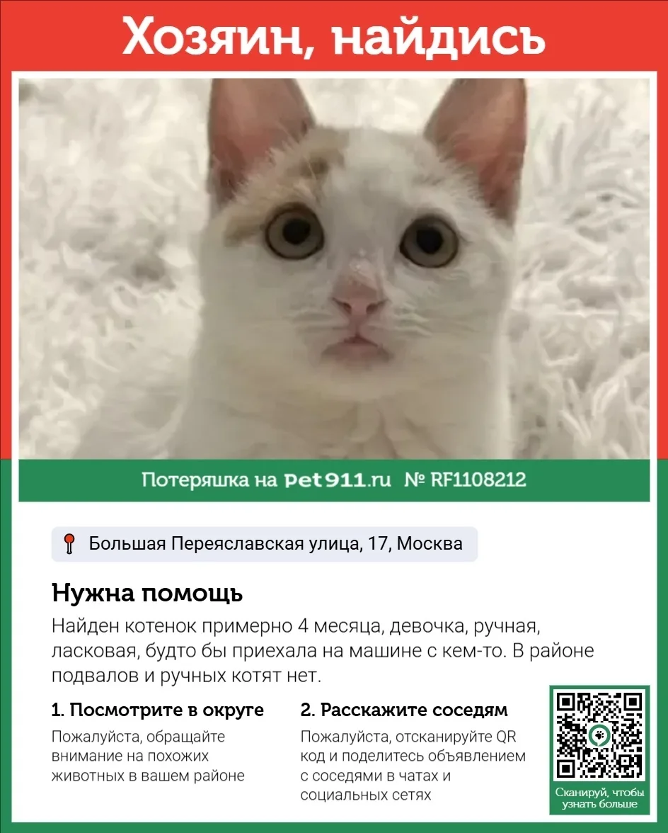 Найдена кошка в Реутове — фото питомца