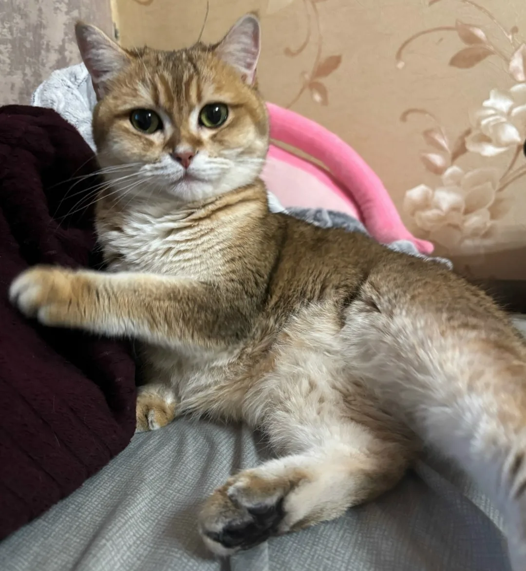 Найдена кошка в Ступине — фото питомца