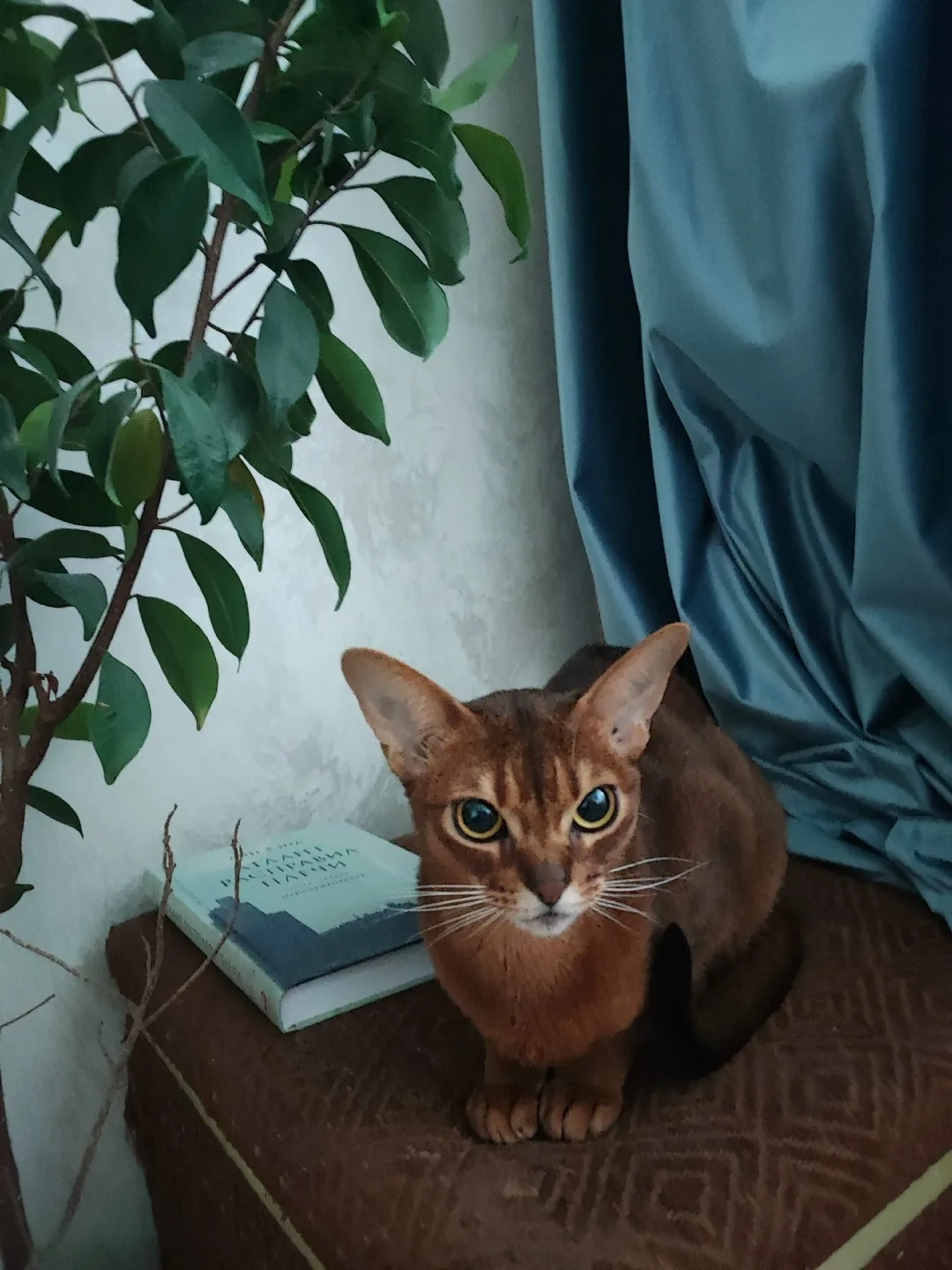 Пропала кошка в Клине — фото питомца