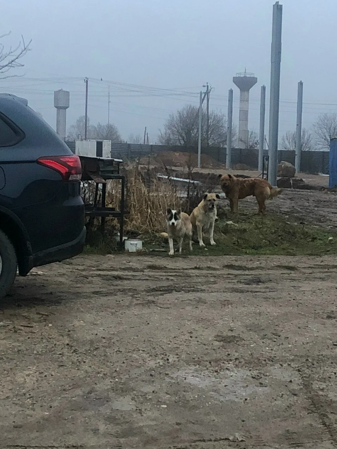 Найдена собака в Солнечногорске — фото питомца