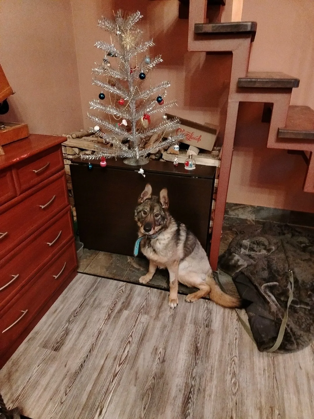 Найдена собака в Ухте — фото питомца