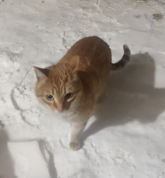 Найдена кошка в Чехове — фото питомца