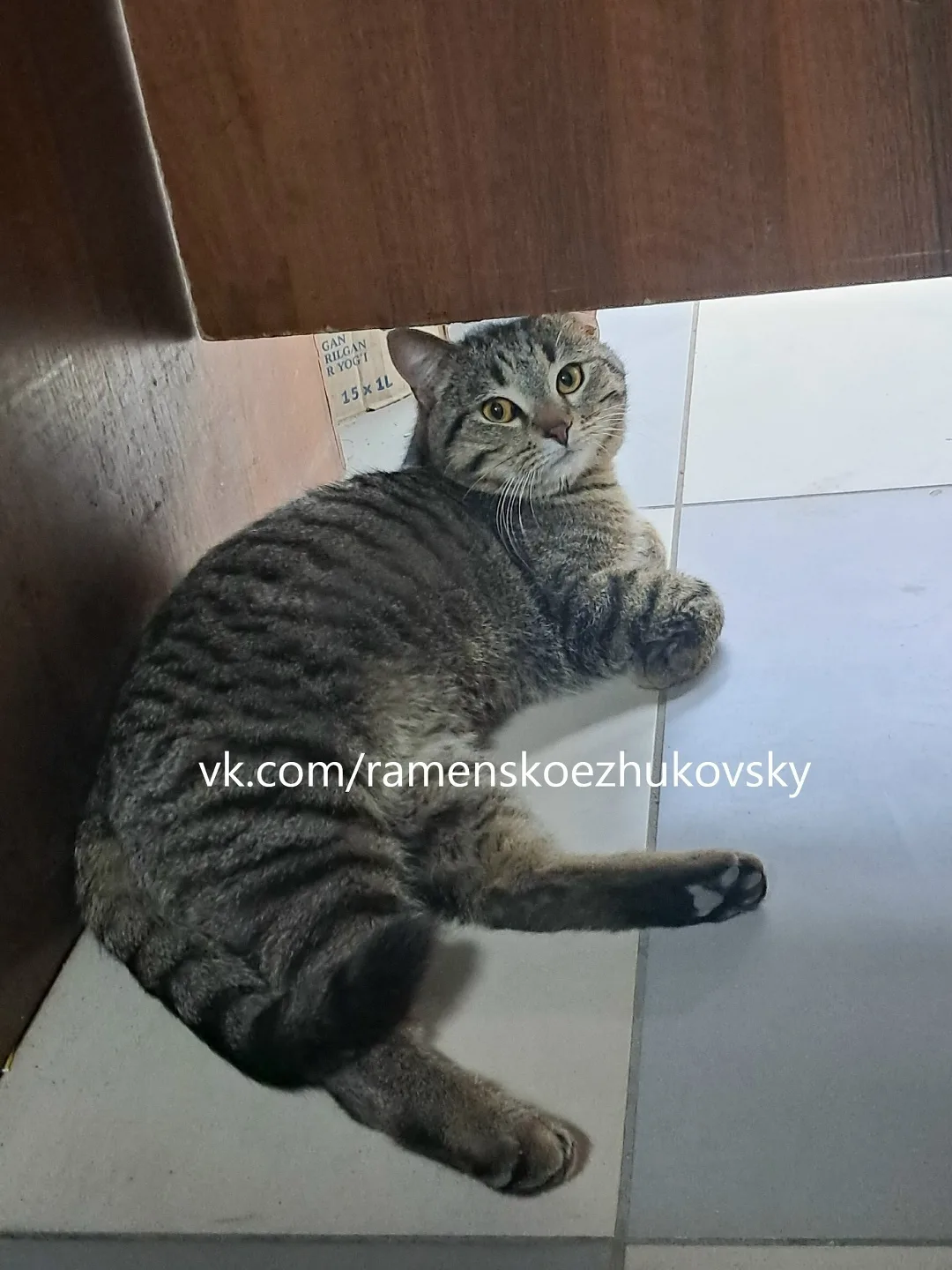 Пропала кошка в Жуковском — фото питомца