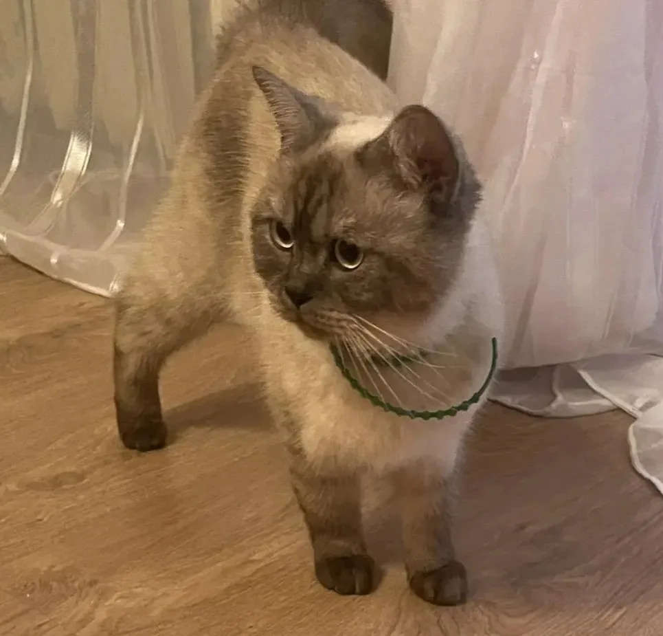 Найдена кошка в Чехове — фото питомца
