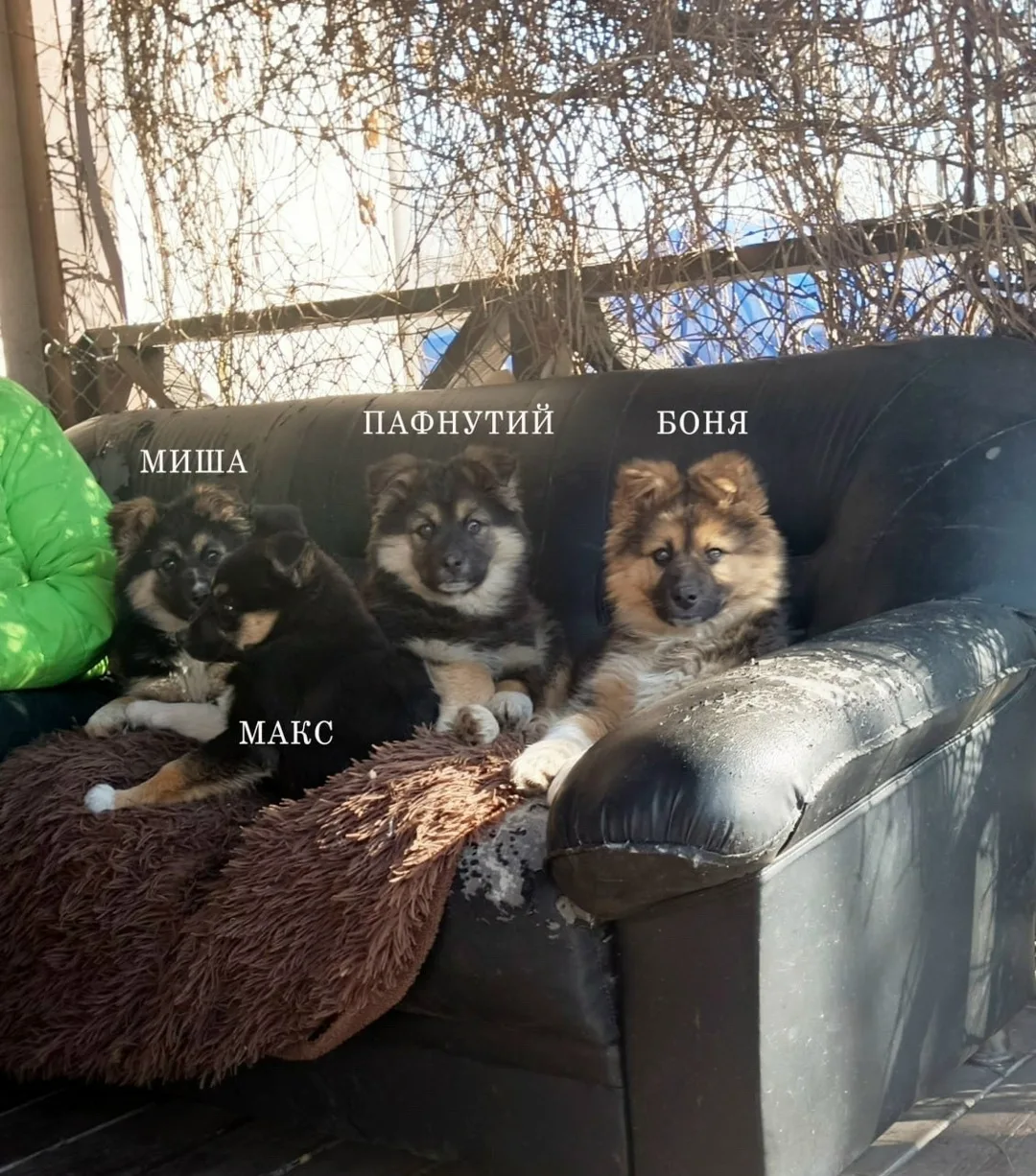 Найдена собака в Жуковском — фото питомца