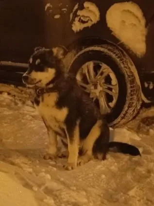Пропала собака в Лобне — фото питомца